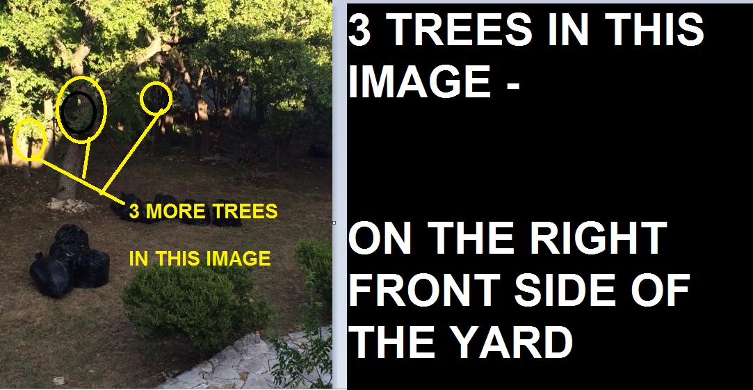 3-trees-in-this-image-runing-count-143-17-trees-this-is-the-right-front-yard